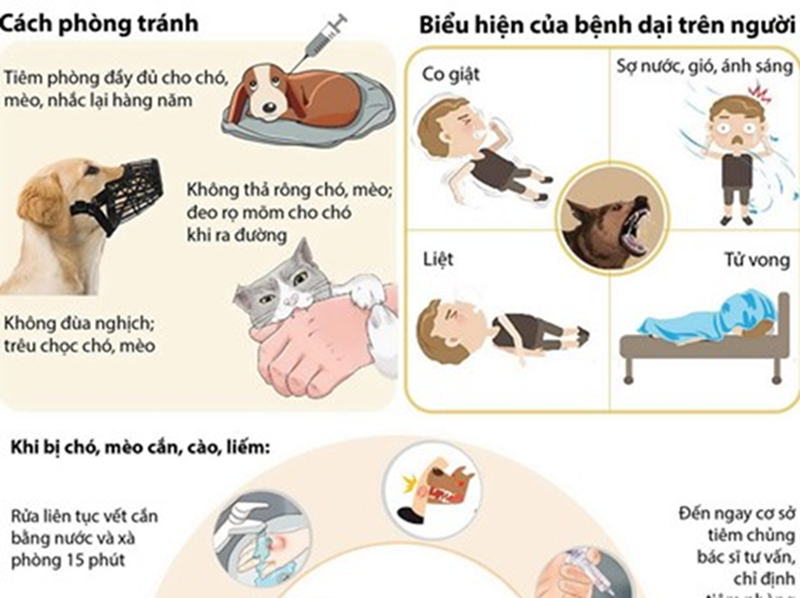 CÁCH PHÒNG, CHỐNG VỀ BỆNH DẠI